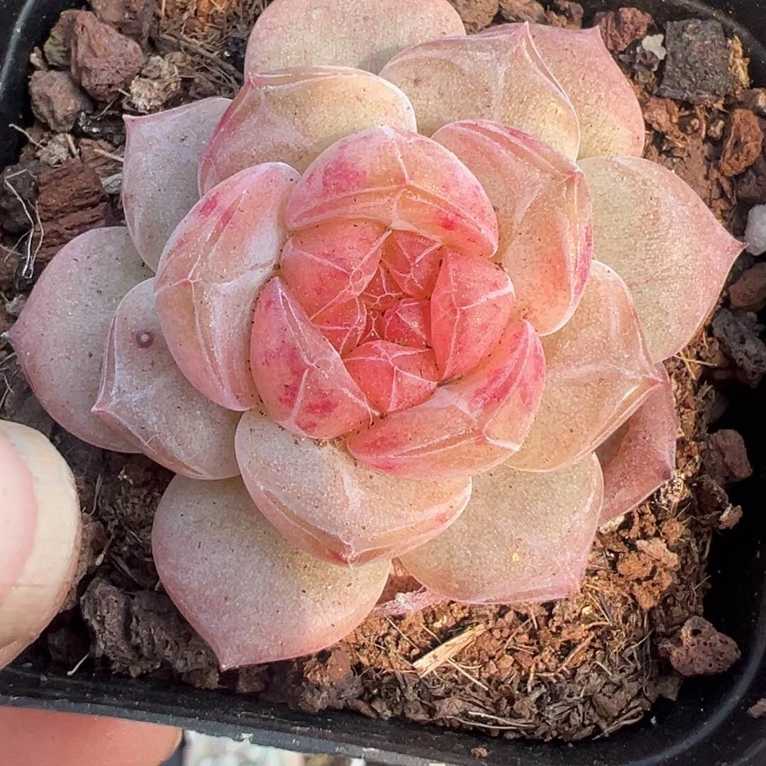 小卡拉米糖心一物一拍