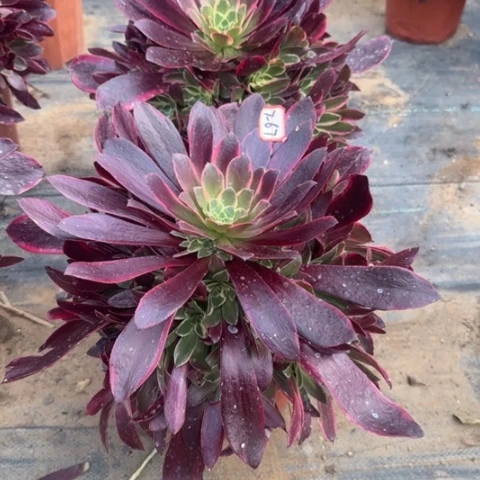 7-67金丝多肉植物