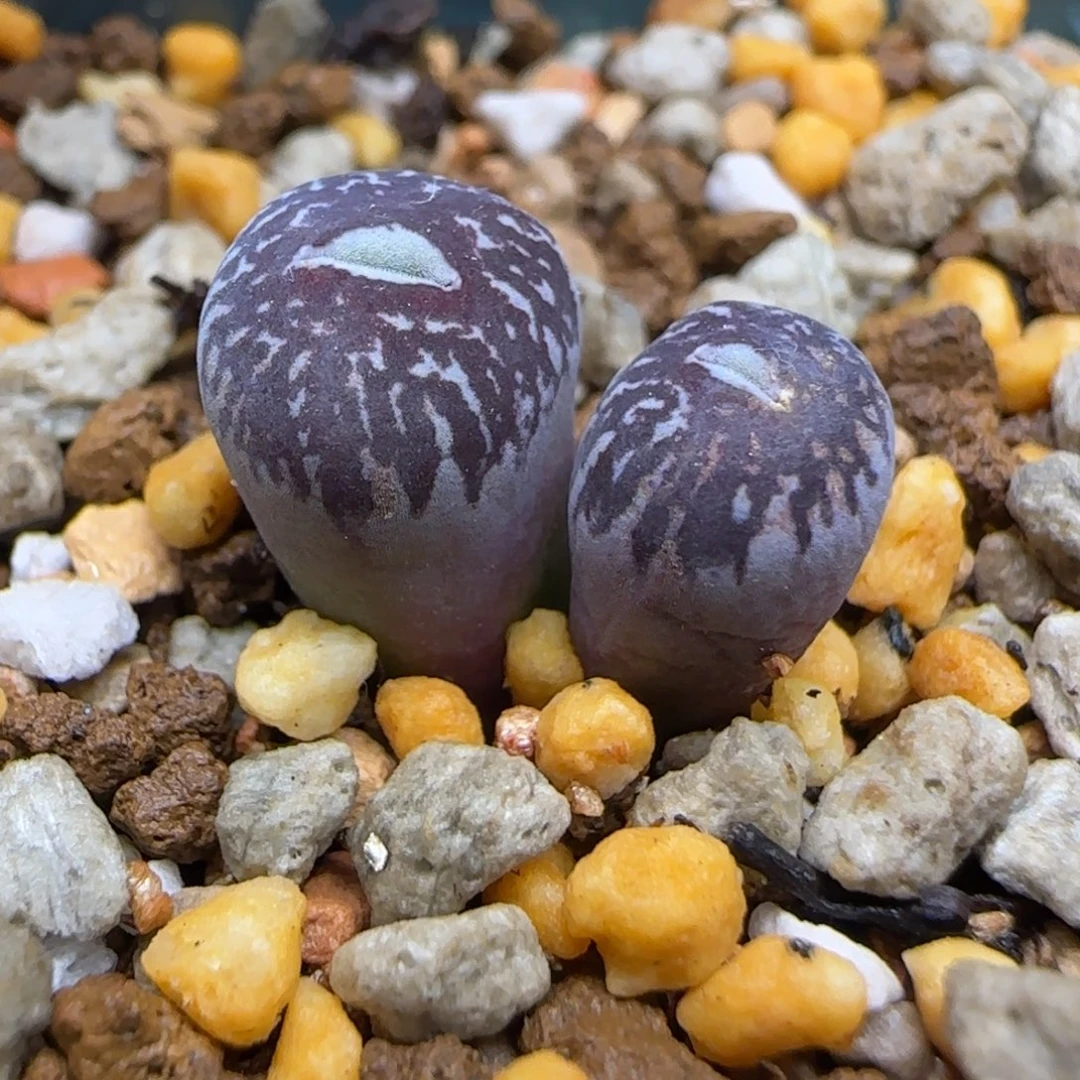 流水bo墨小锥分株多肉植物