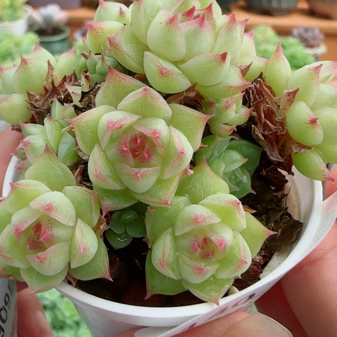 花语逸镜0909-140散
