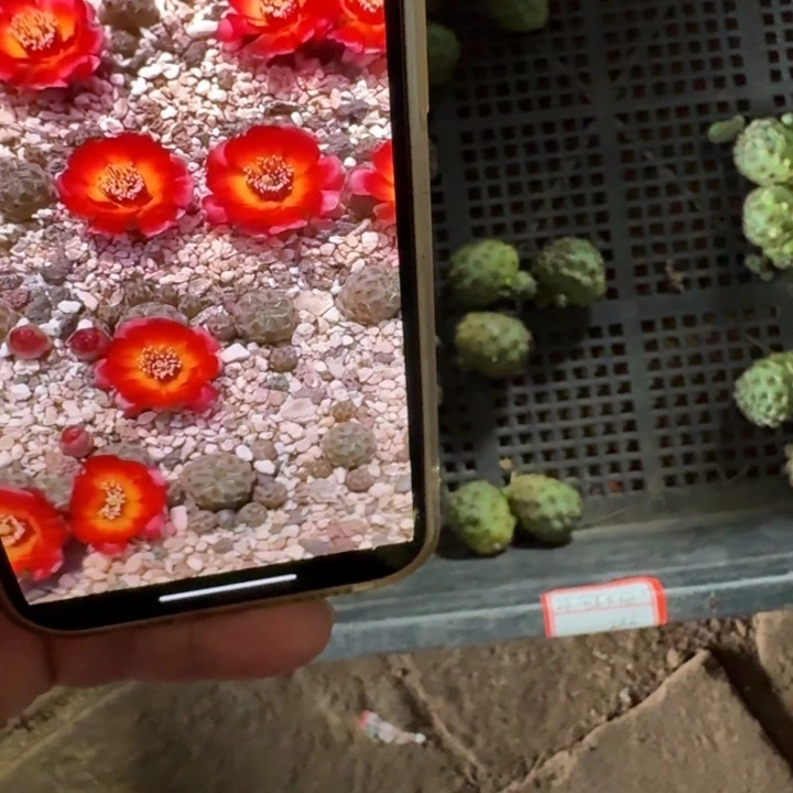 330勾宝火焰2个很小侧牙，20包邮