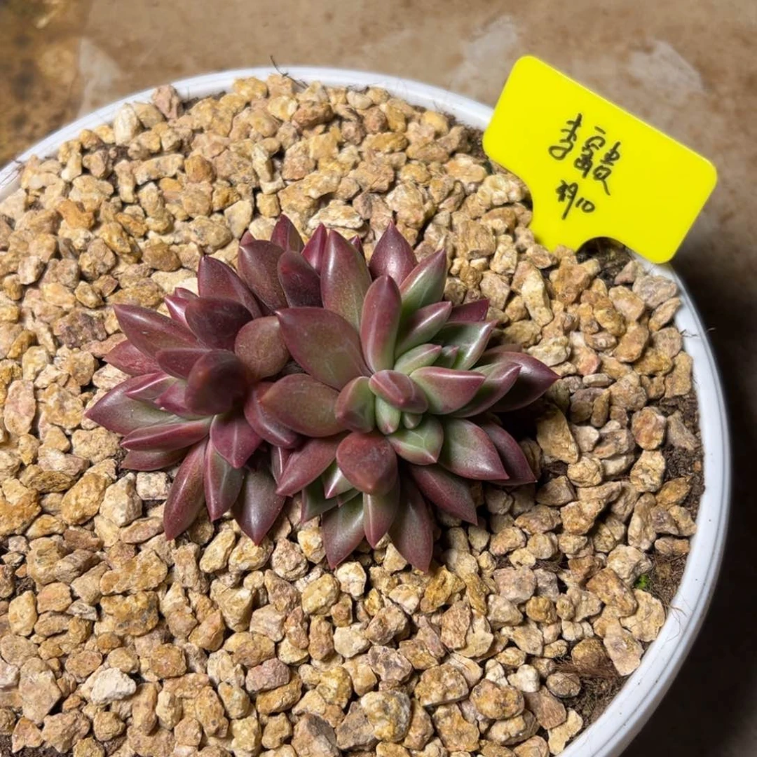 一物一拍链接，李富贵寄养，迷雾泡泡