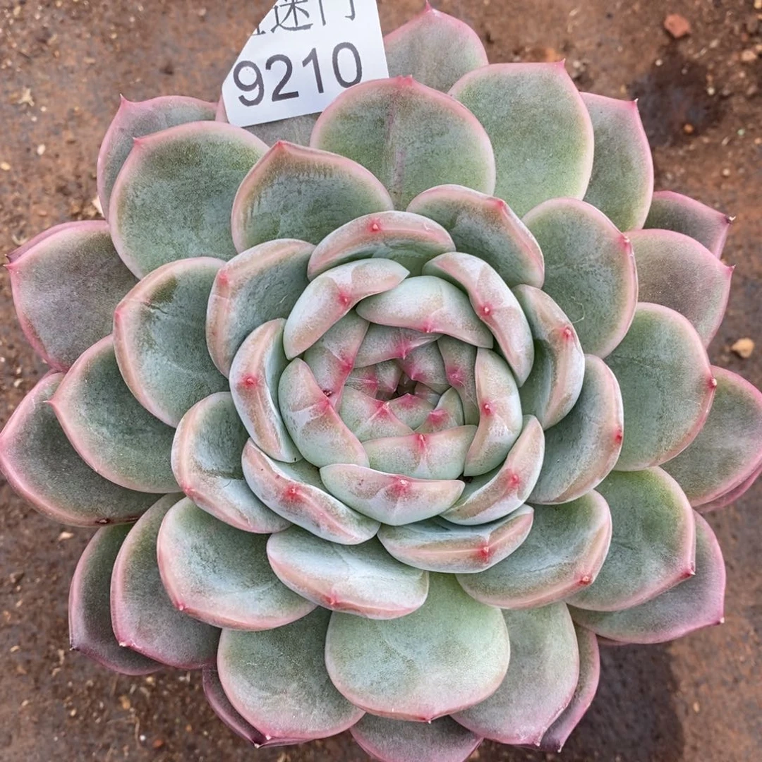 橙***子杂交精品多肉9210~13厘米