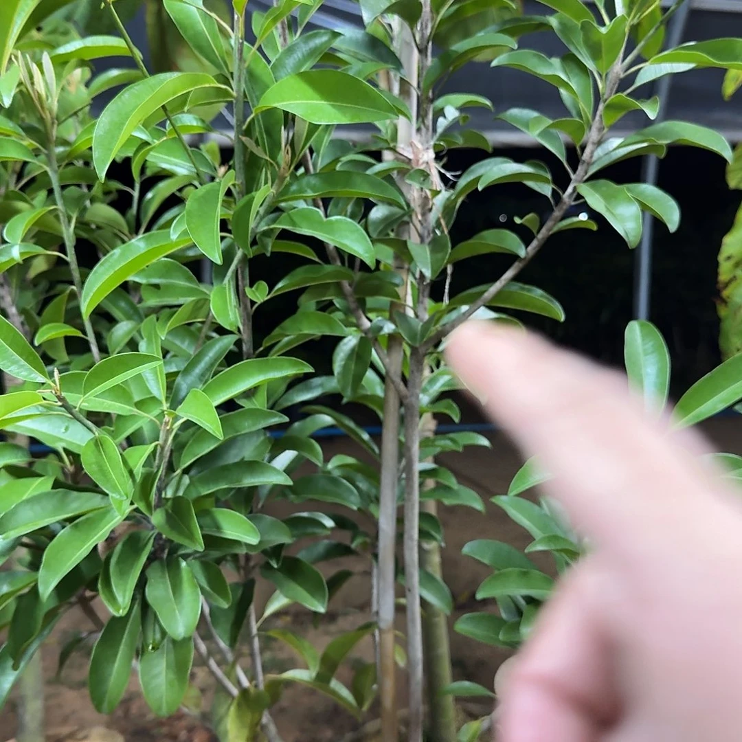 丨***业当前无花栽培后可以开花越南