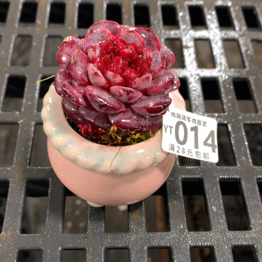 肉萌萌拇指盆精控多肉YT014