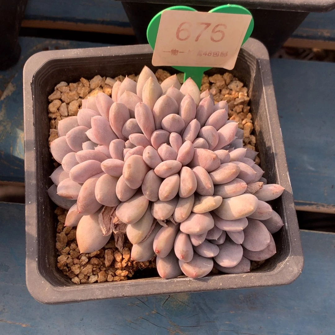 菩提子朵朵缀开播福利676