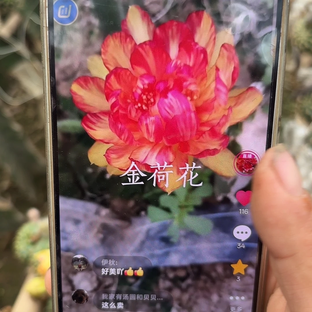 金荷花无根侧牙三公分左右