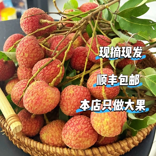 广东老树高州白糖罂荔枝新鲜顺丰冷链包邮到家（广东省外）