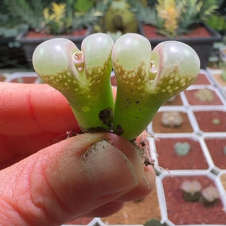 红风铃。            099
