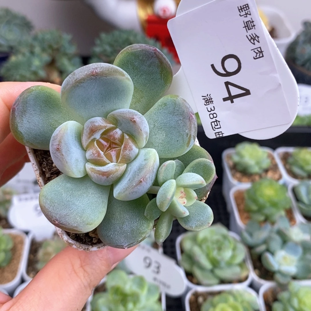 红色糖心双头94号一颗