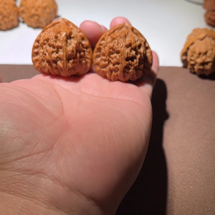 东***贤精品白狮子三角白