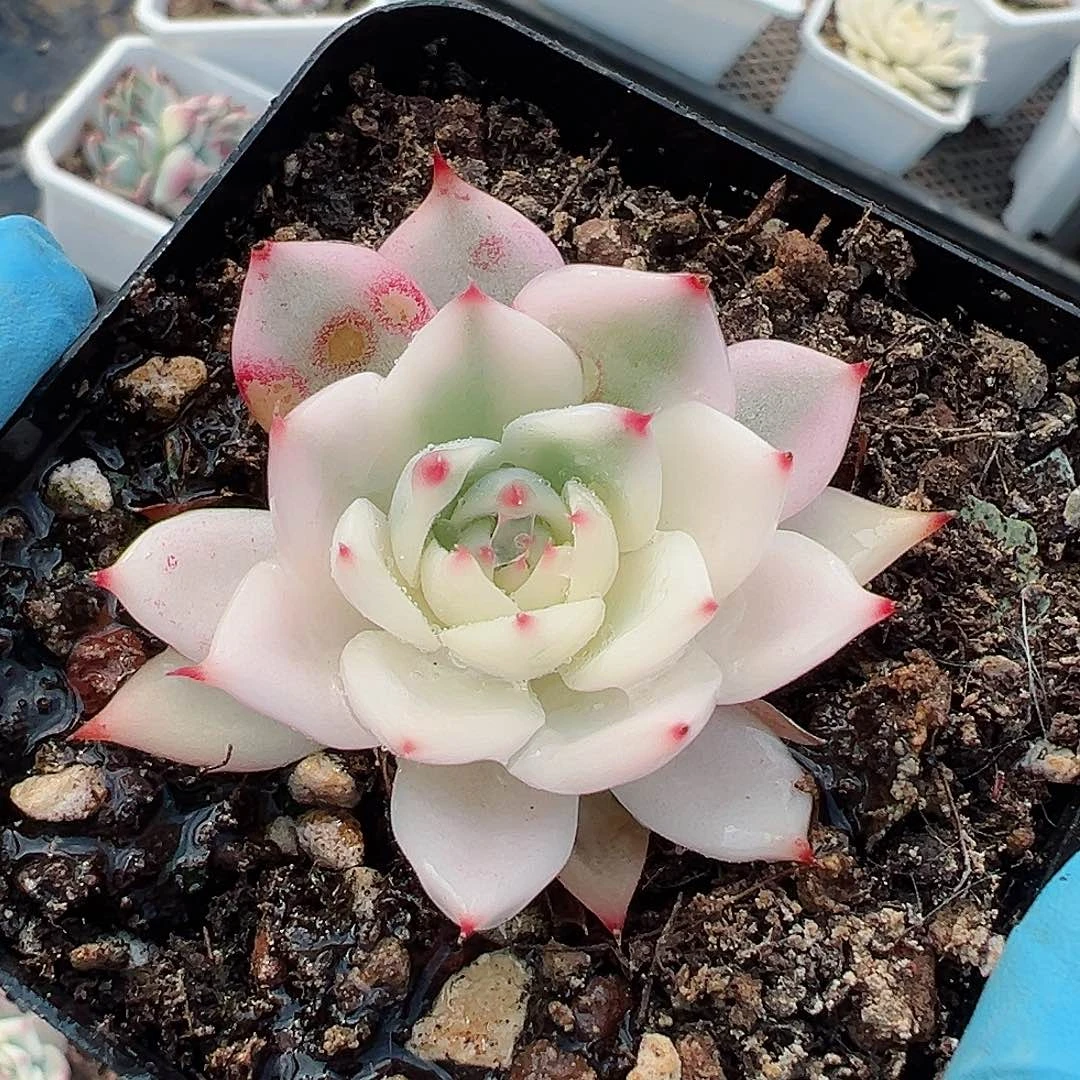 吉娃娃锦，半覆轮锦