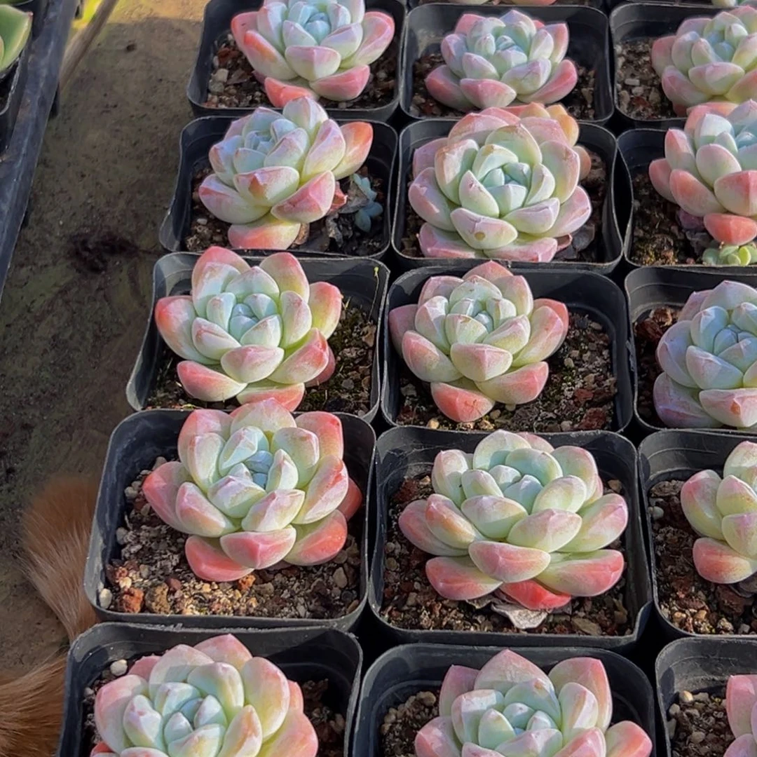 900的人了还在等什么呢我