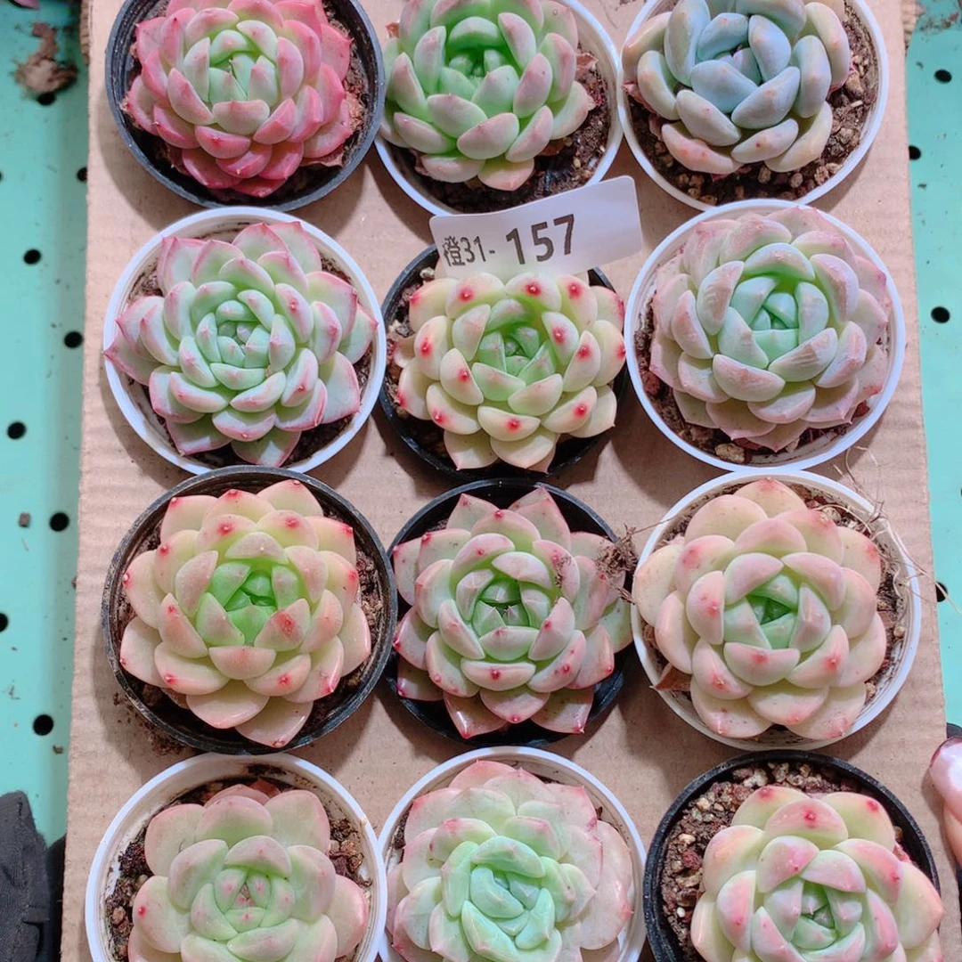 31-157一物一拍带盆18颗