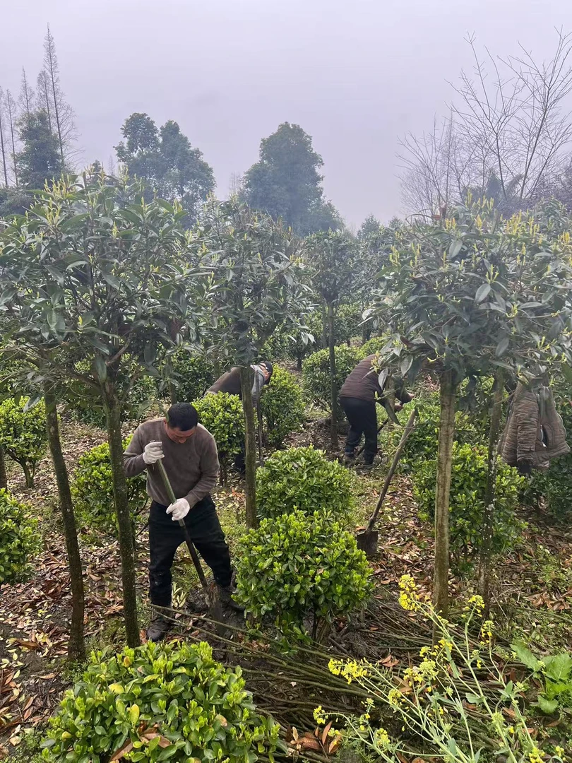 桂花，8月开花，金桂花，丹桂花