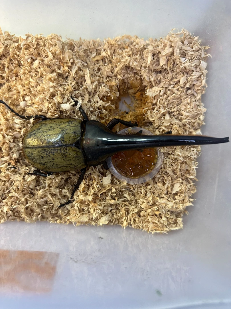长戟大兜180.4*75活体甲虫