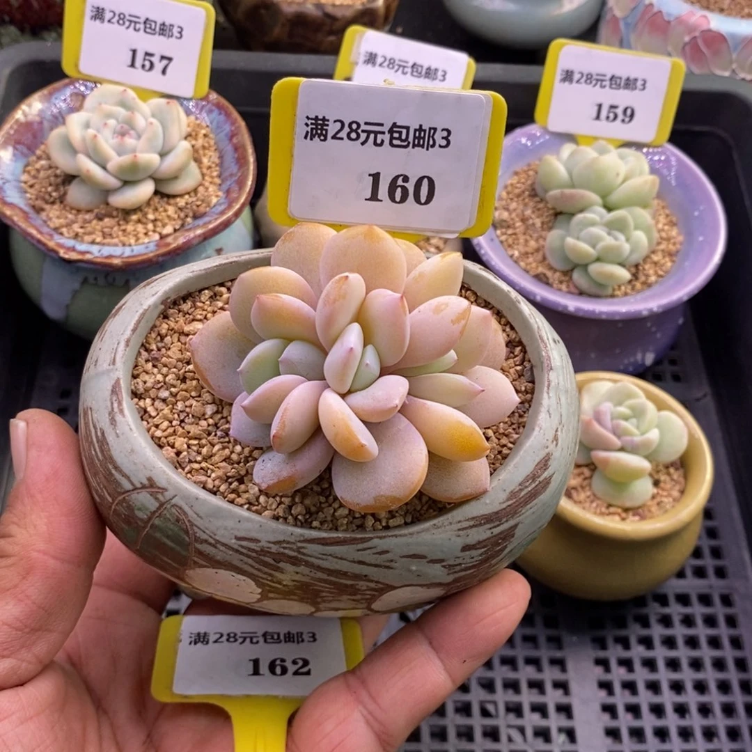 喜****子3160奶茶朵朵多肉