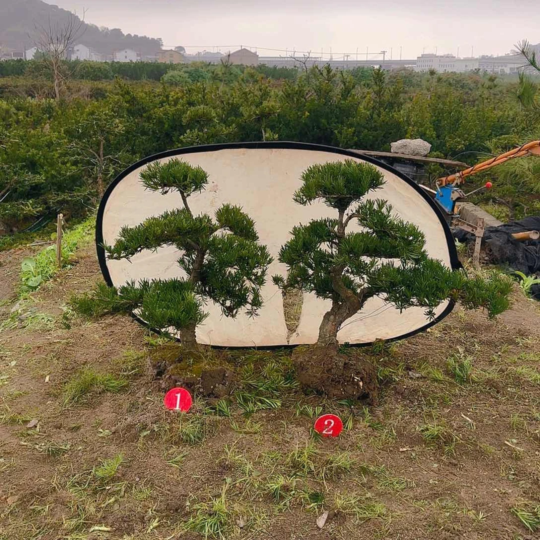 小*爸罗汉松盆景