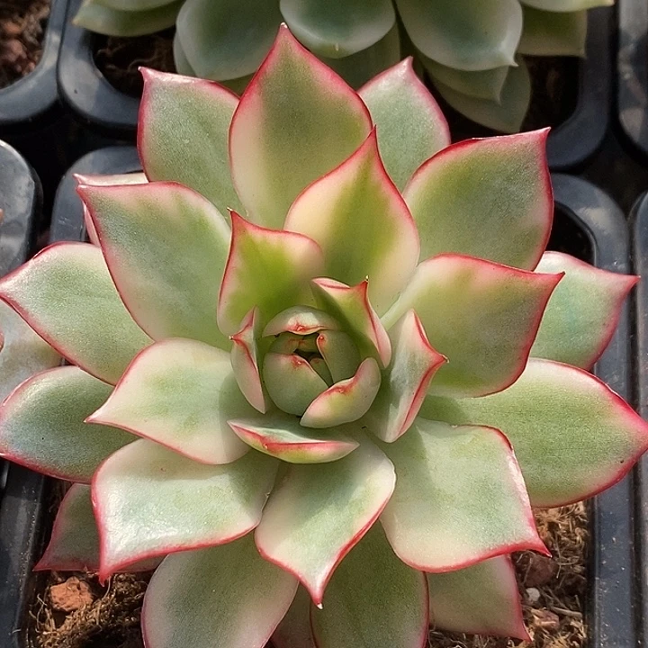 宝莲灯锦大单头多肉