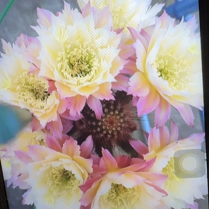 ts126侧芽高10公分毛花柱