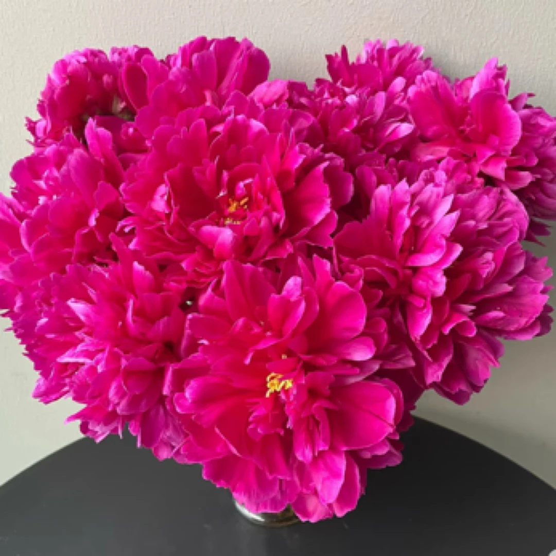 【国产老忠诚】福利款 芍药鲜切花重瓣大芍药山东基地直