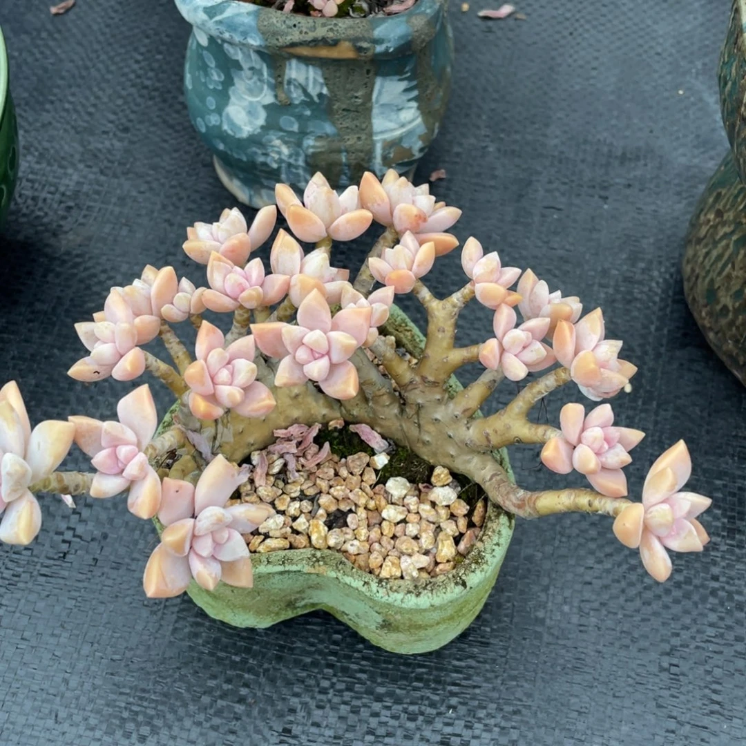 向****弥鹿之森一物一拍