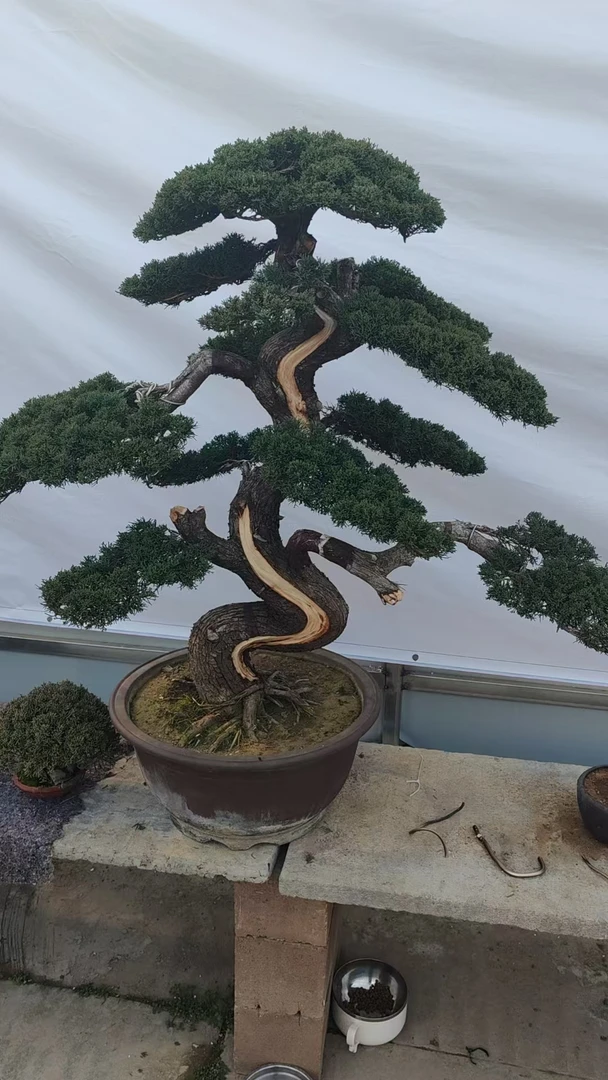 济州真柏造型盆景松树苗文人悬崖济州真柏济州柏四季常青