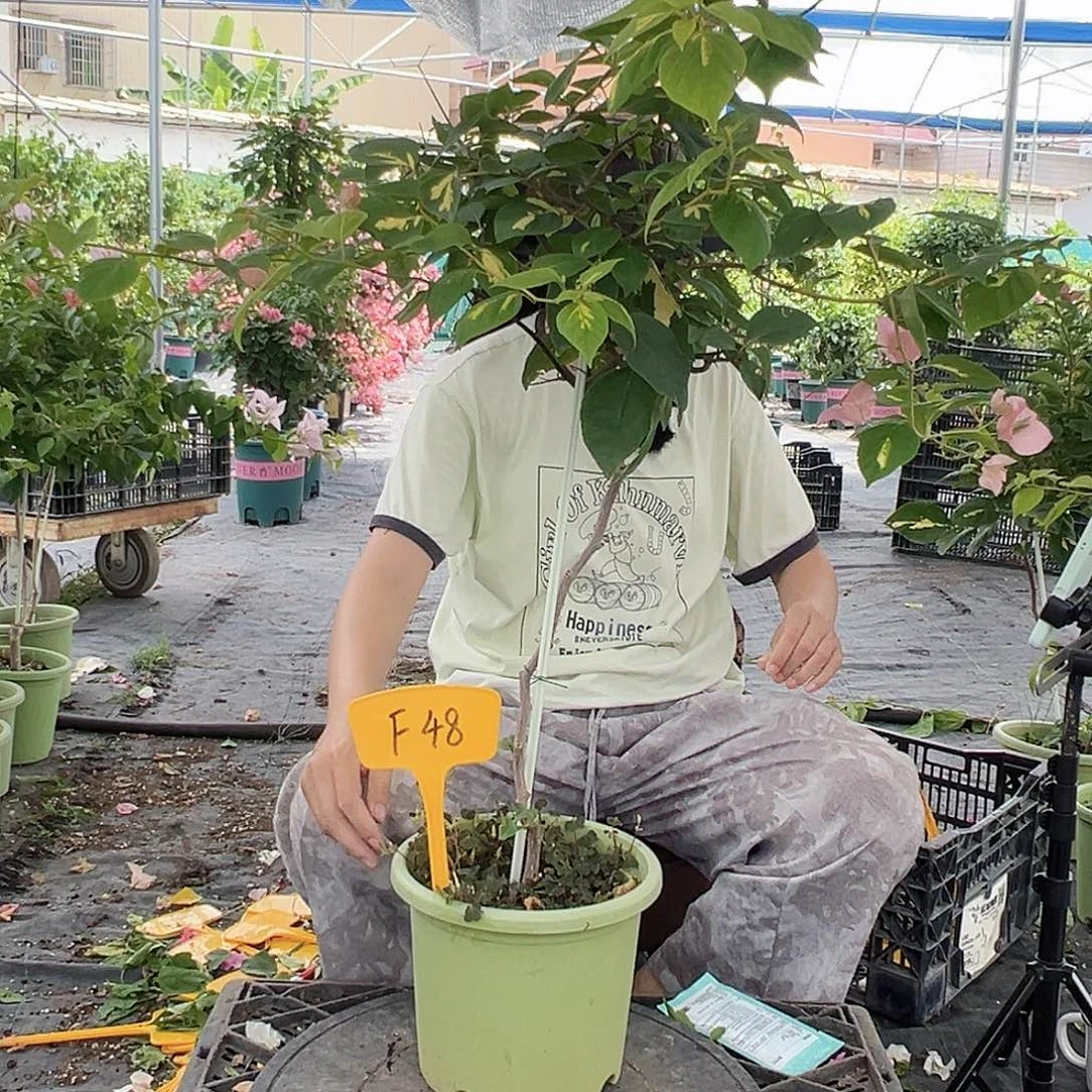 蓝***！大部分开放少量花苞F48橙白