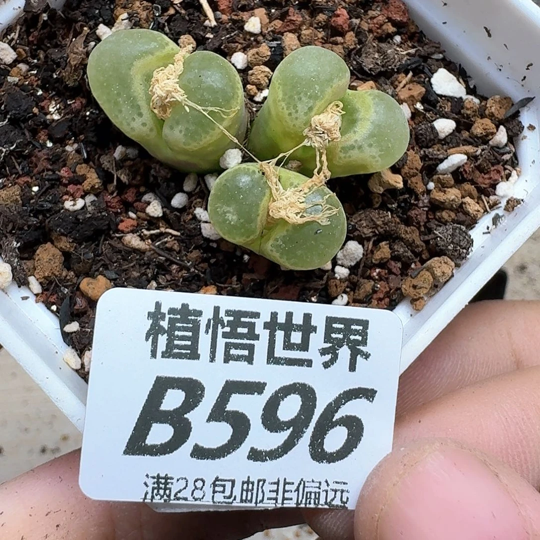 多肉植物的人生fhh