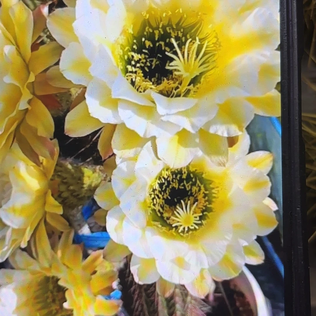 六月五毛侧牙20包邮仙人球33