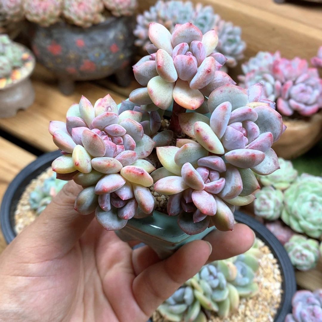 ****星影有瑕有摘心满68包邮