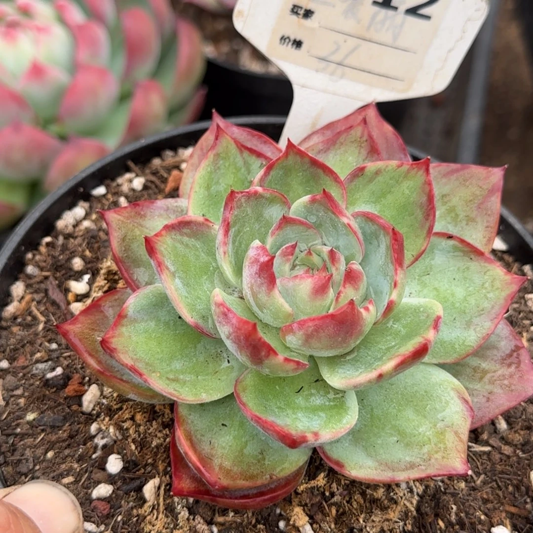 惊鸿一物一拍包装收缩花旱612