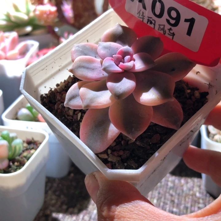 华丽风车覆轮锦有根