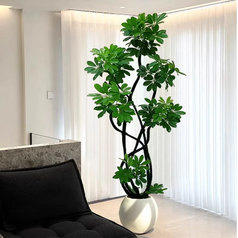 鸭脚木鹅掌柴四季好看好养