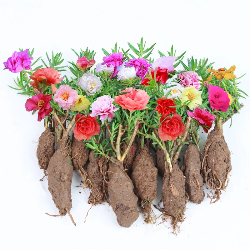 重瓣太阳花苗混色带根盆栽植物花苞四季开花不断好养室内外花卉苗