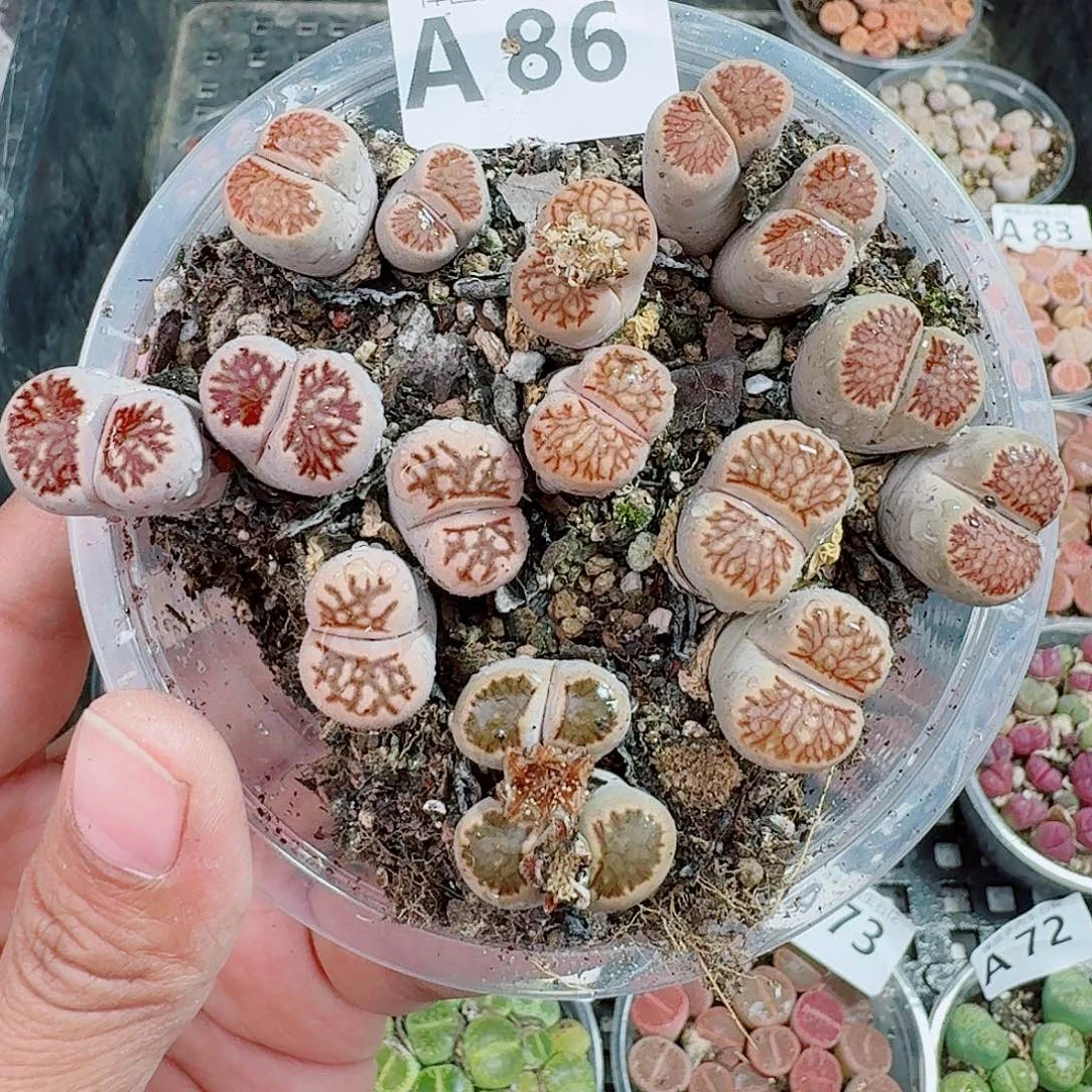 86多肉植物多肉植物