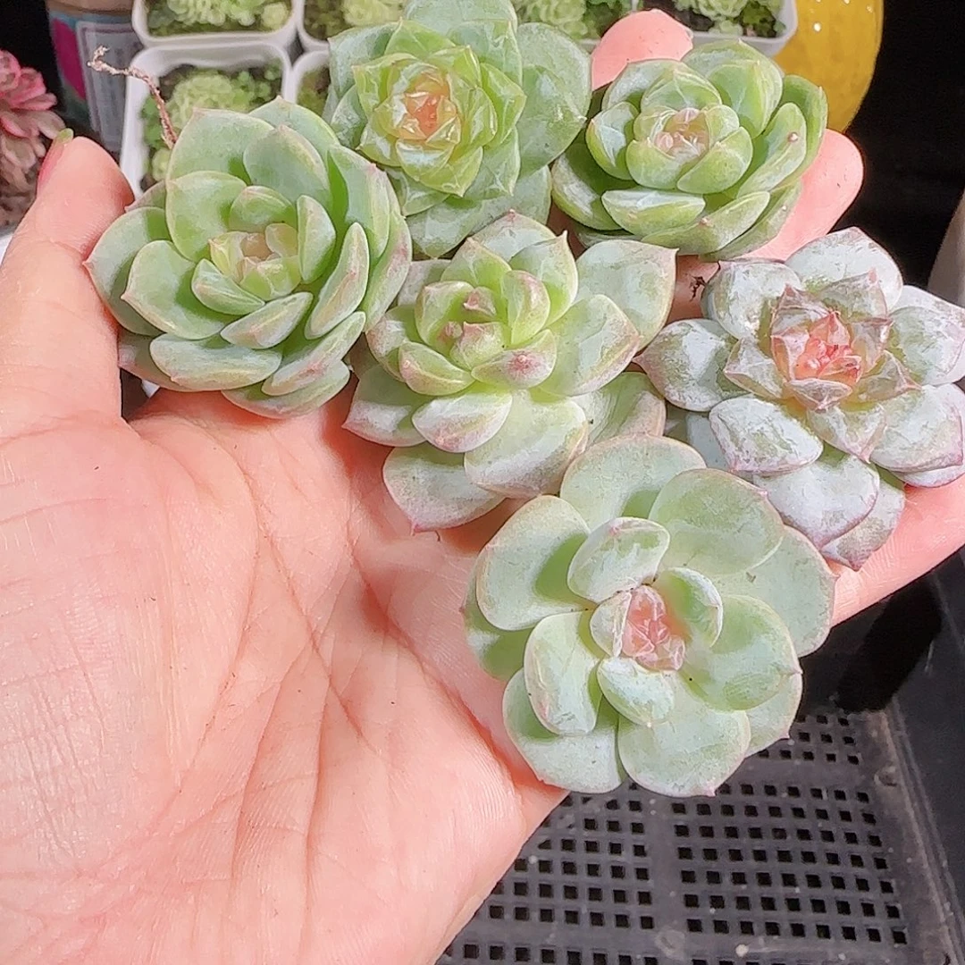 0807-,-43糖心珍妮