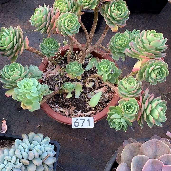 671绿蔷薇 一物一拍多肉