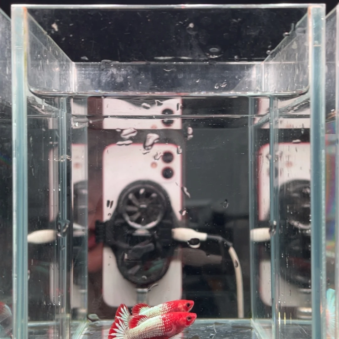 斗鱼印尼精品斗鱼84