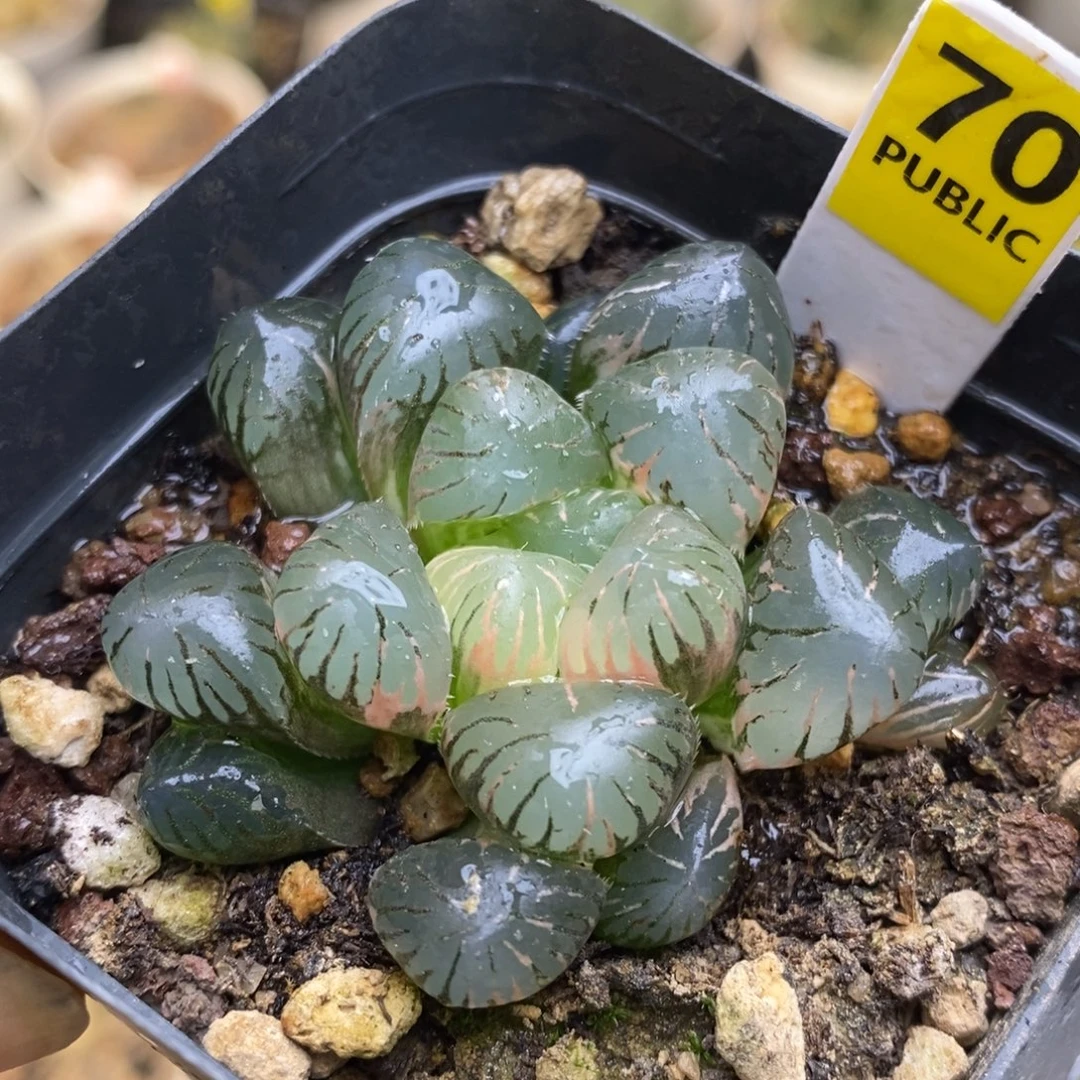 70号孔明灯玉露锦发财
