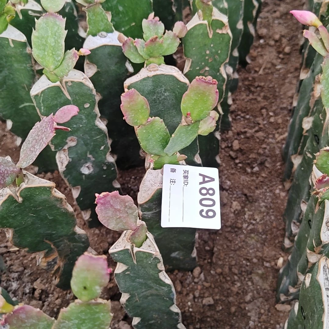 027紫重瓣脱土易掉苞芽809