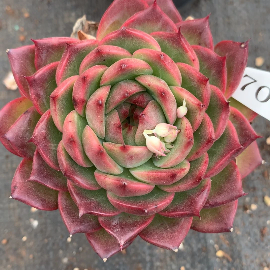 7080杂交多肉植物