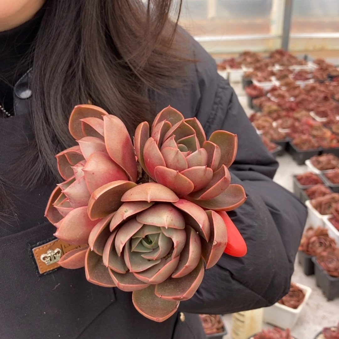 红灯随机发货3头一颗