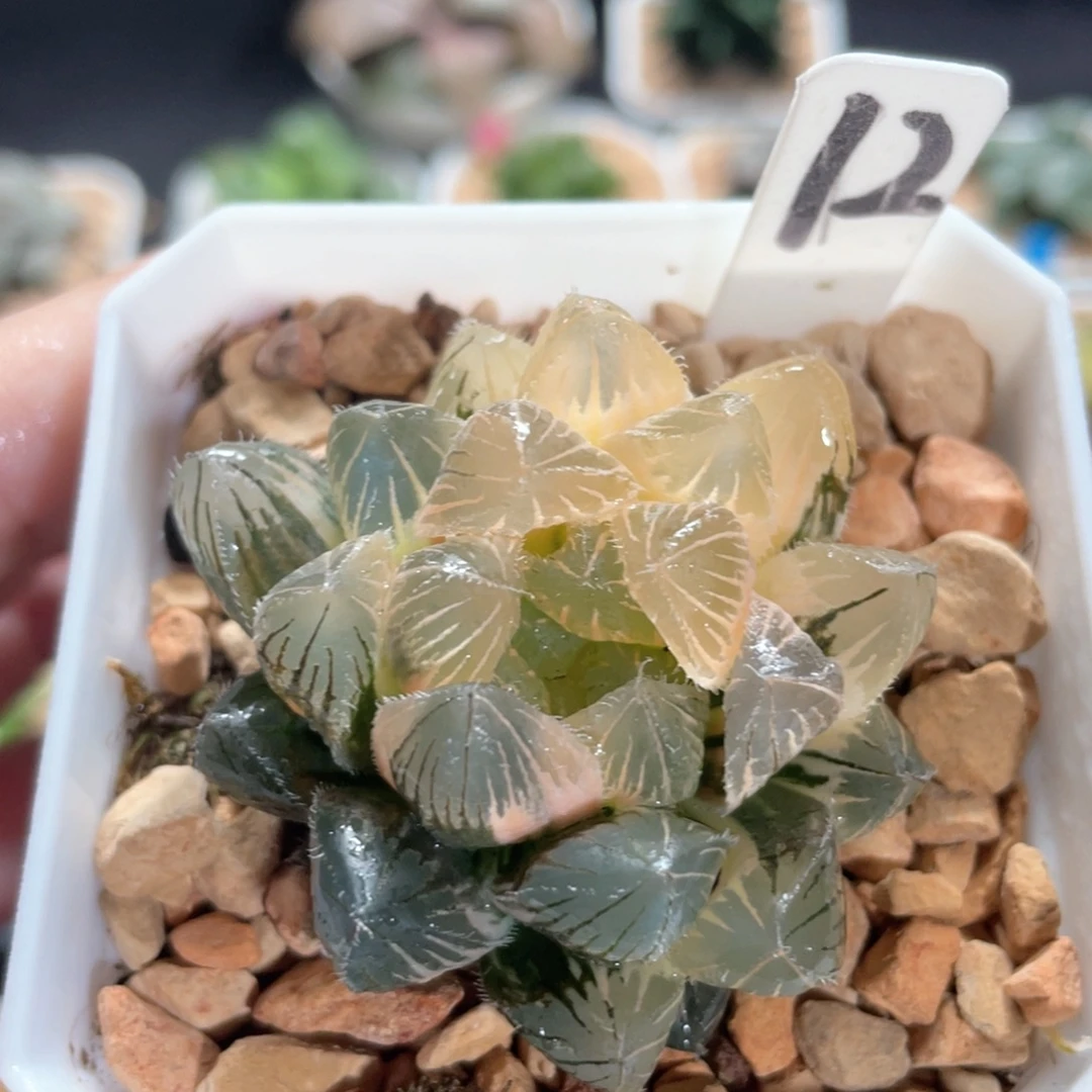 12赤线玉露锦。