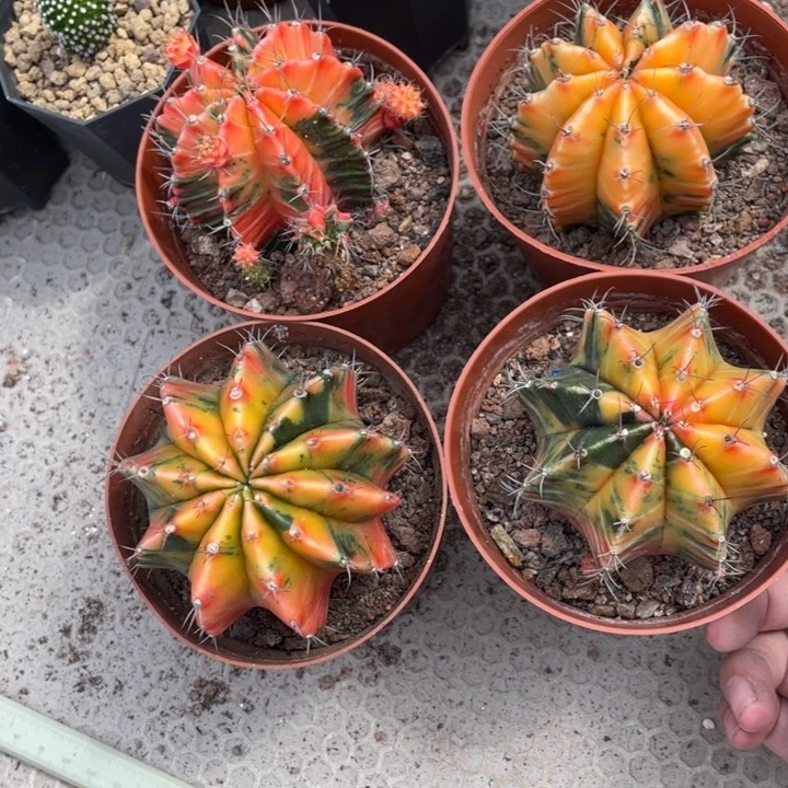 明***英实生米哈牡丹锦带盆发货