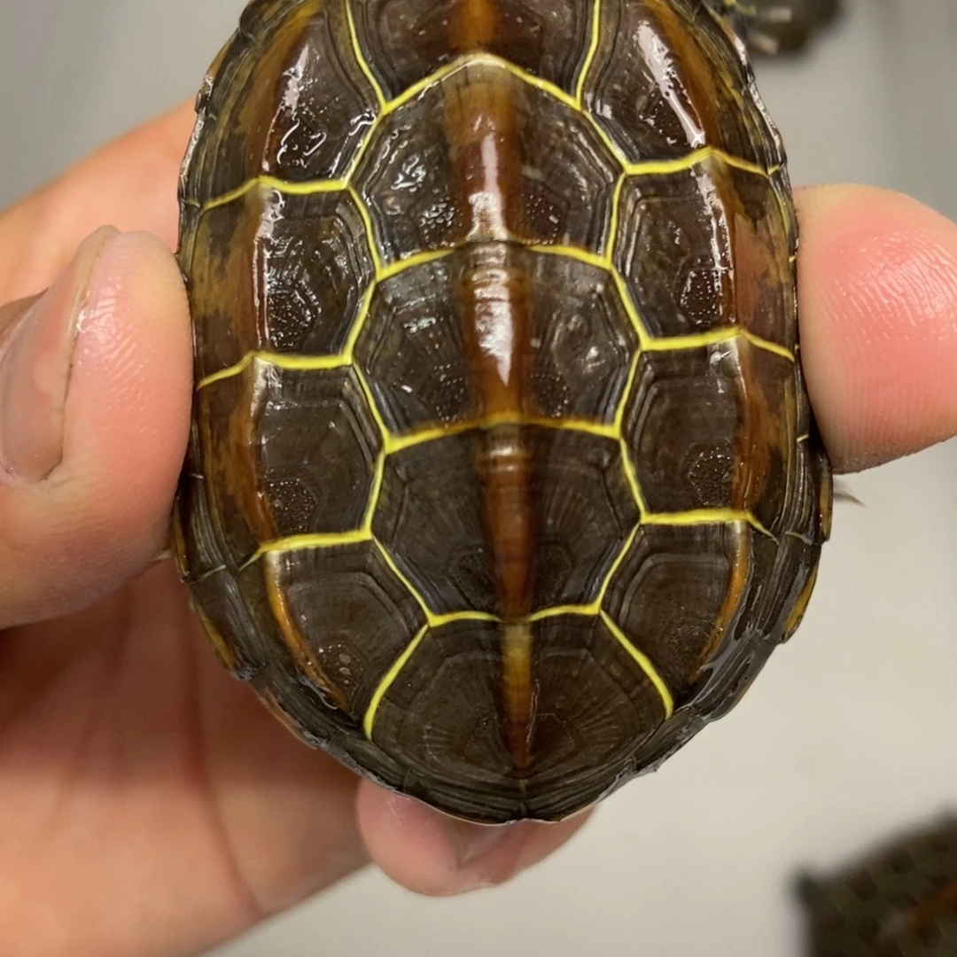 中华草龟不分公母