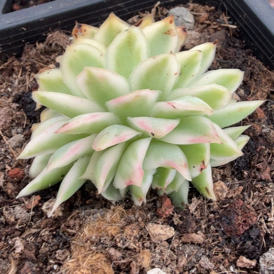 紫蝴蝶锦一颗无替品