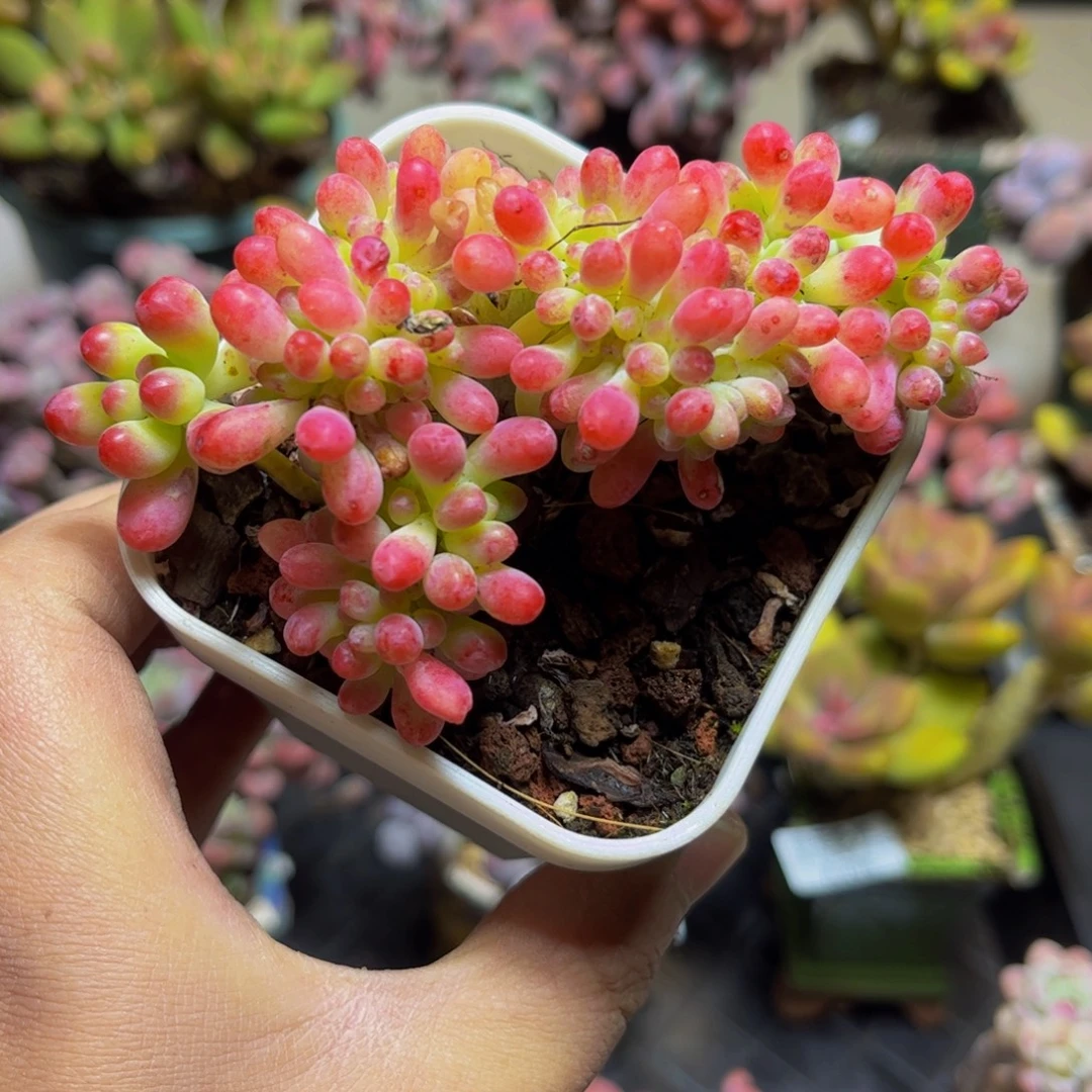 236乙女心缀11厘米多肉