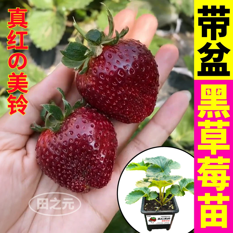 四季黑珍珠草莓秧苗红颜天使ae白黑红果原盆原土大果室内外种植