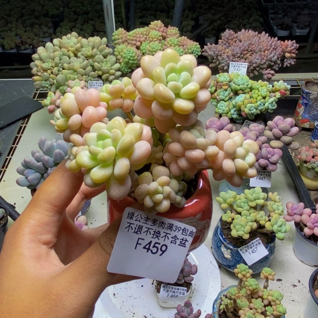 459洛可可多肉7cm